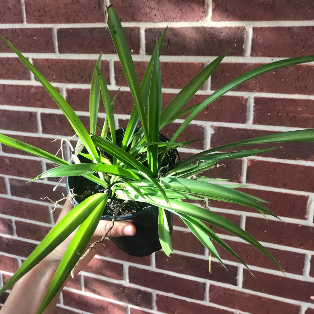 Spider Plant Rooted